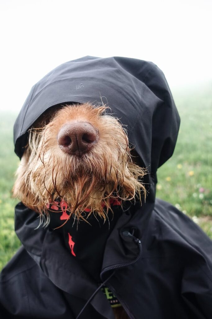 A dog humorously dressed in a rain jacket on a misty meadow. Perfect for animal photography enthusiasts.